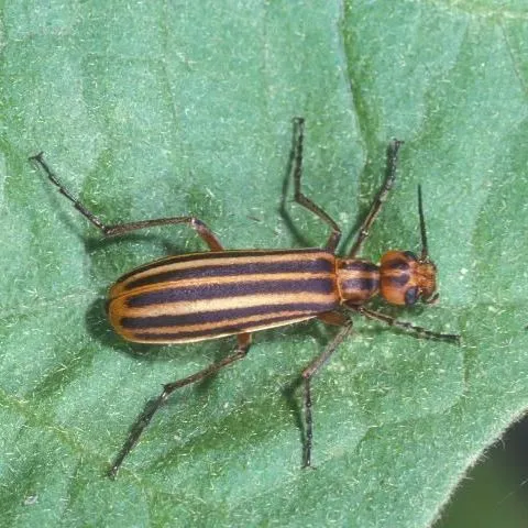 thumbnail for publication: Striped Blister Beetle, Epicauta vittata (Fabricius) (Coleoptera: Meloidae)